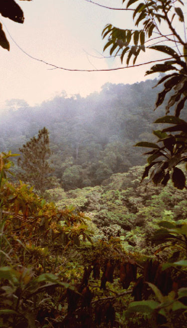 Honduran Landscape with Fog